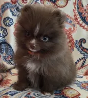 BARBIE  orange ribbon, a female Pomeranian for sale in Weatherford, TX – 5 of 10