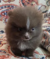 BARBIE  orange ribbon, a female Pomeranian for sale in Weatherford, TX – 2 of 10