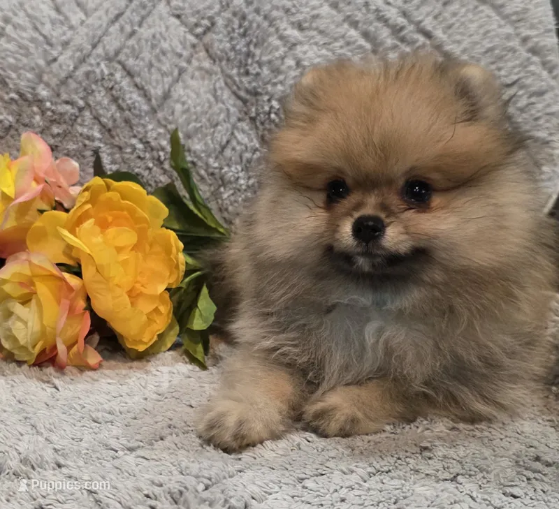 SEADOO  Blue Rib – Pomeranian puppy for sale in Weatherford, TX