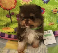 DUDE, a male Pomeranian for sale in Weatherford, TX – 1 of 10