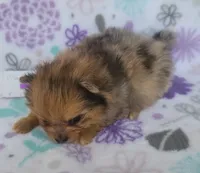 MARILYN  MONROE, a female Pomeranian for sale in Weatherford, TX – 7 of 9