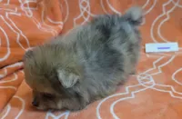 MARILYN  M Mauve Rib, a female Pomeranian for sale in Weatherford, TX – 2 of 10