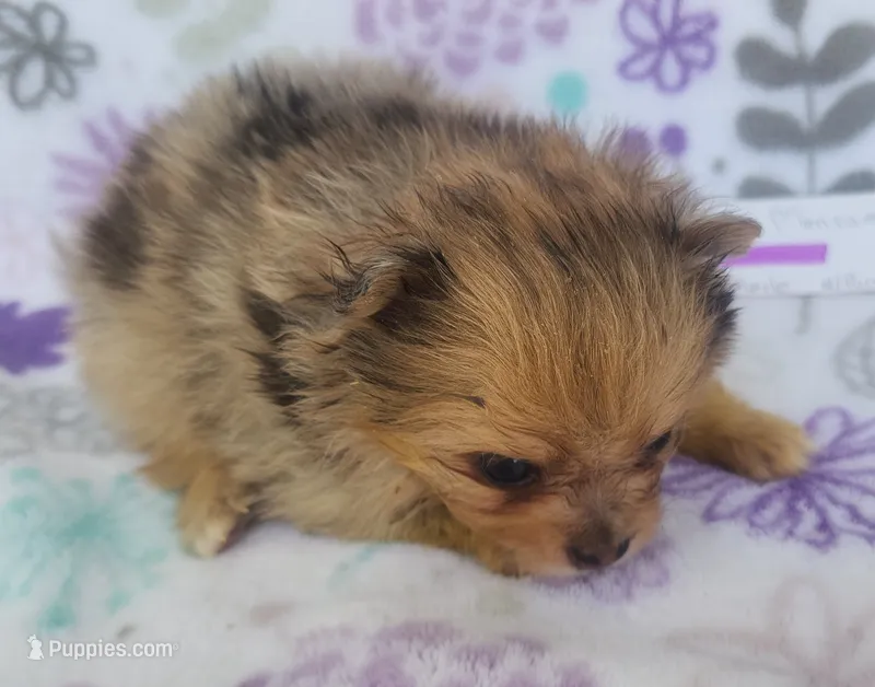 MARILYN  MONROE – Pomeranian puppy for sale in Weatherford, TX