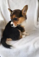 TYLER Girl, a female Pembroke Welsh Corgi for sale in Weatherford, TX – Photo 4 of 5