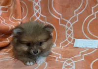 GRACE K  White Rib, a female Pomeranian for sale in Weatherford, TX – 7 of 9
