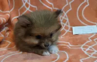 GRACE K  White Rib, a female Pomeranian for sale in Weatherford, TX – 2 of 9