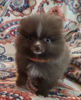 BARBIE  orange ribbon, a female Pomeranian for sale in Weatherford, TX – 3 of 10