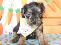 Tucker, a male Morkie for sale in Paris, TX – Photo 2 of 3