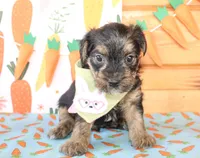 Tucker, a male Morkie for sale in Paris, TX – Photo 1 of 3