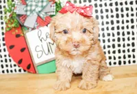 Trixie, a female Morkie for sale in Paris, TX – 2 of 10