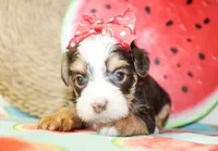 Belle, a female Yorkshire Terrier for sale in Paris, TX – 3 of 4
