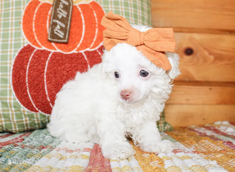 Annie TINY – Poodle - Toy  puppy for sale in Paris, TX
