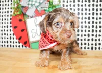 Bennett, a male Yorkshire Terrier for sale in Paris, TX – 4 of 8