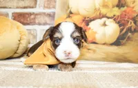 Bennett, a male Yorkshire Terrier for sale in Paris, TX – Photo 1 of 3