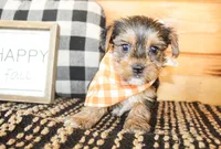 Lane, a male Yorkshire Terrier for sale in Paris, TX – 4 of 5