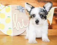 Beau, a male Yorkshire Terrier for sale in Paris, TX – 3 of 5