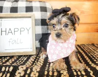 Tillie, a female Yorkshire Terrier for sale in Paris, TX – 4 of 6