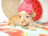 Trixie, a female Morkie for sale in Paris, TX – 2 of 5