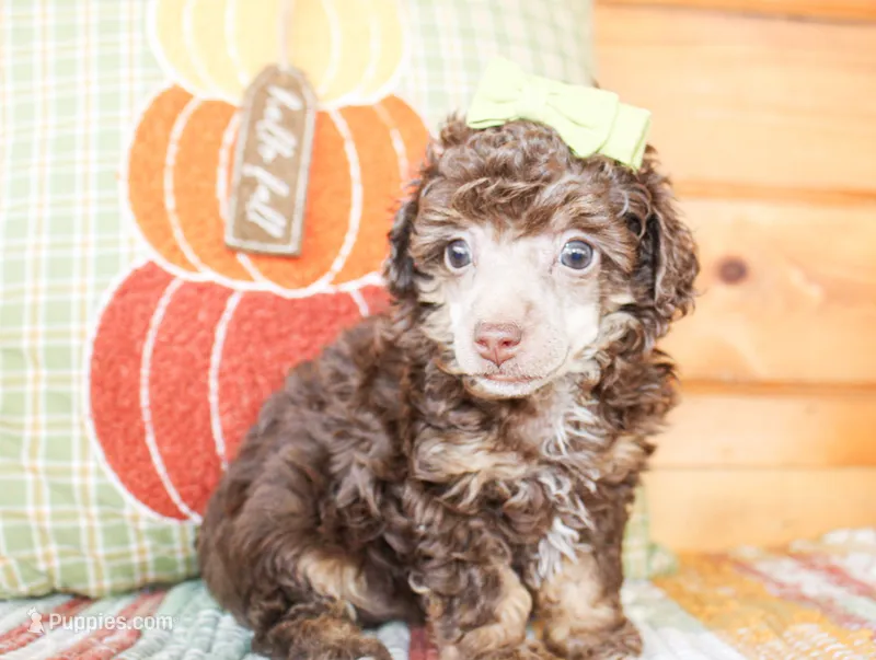 Harlie – Poodle - Toy  puppy for sale in Paris, TX