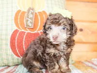 Harlie, a female Poodle - Toy  for sale in Paris, TX – 1 of 4