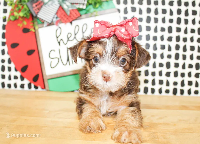 Tillie – Yorkshire Terrier puppy for sale in Paris, TX
