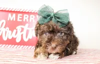 Daisy, a female Yorkipoo for sale in Paris, TX – Photo 1 of 2