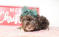Daisy, a female Yorkipoo for sale in Paris, TX – Photo 2 of 2