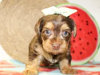 Dottie, a female Yorkshire Terrier for sale in Paris, TX – 3 of 5