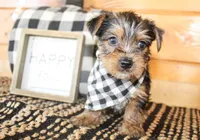 Bennett, a male Yorkshire Terrier for sale in Paris, TX – 1 of 5
