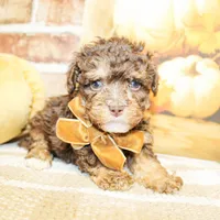 Louie, a male Poodle - Toy  for sale in Paris, TX – Photo 1 of 3