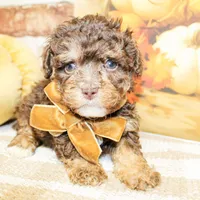 Louie, a male Poodle - Toy  for sale in Paris, TX – Photo 2 of 3