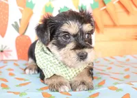 Dane, a male Morkie for sale in Paris, TX – Photo 3 of 3