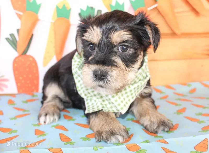 Dane – Morkie puppy for sale in Paris, TX