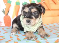 Dane, a male Morkie for sale in Paris, TX – Photo 1 of 3