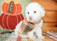 Liam, a male Poodle - Toy  for sale in Paris, TX – 4 of 4
