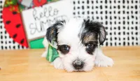 Lane, a male Yorkshire Terrier for sale in Paris, TX – 4 of 5