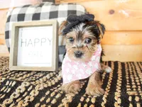 Tillie, a female Yorkshire Terrier for sale in Paris, TX – 5 of 6