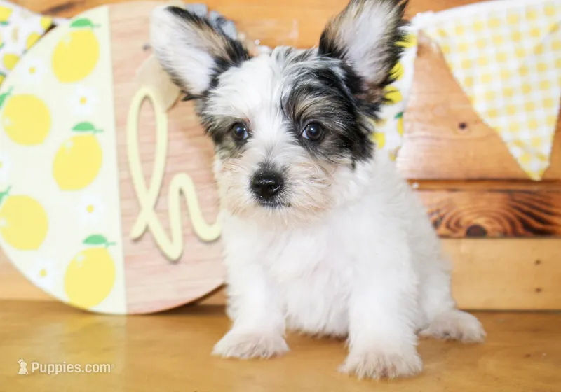 Beau – Yorkshire Terrier puppy for sale in Paris, TX