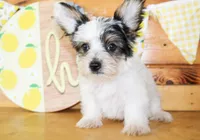 Beau, a male Yorkshire Terrier for sale in Paris, TX – 1 of 5