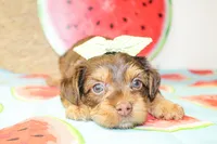 Dottie, a female Yorkshire Terrier for sale in Paris, TX – 2 of 5