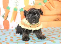Daisy, a female Yorkipoo for sale in Paris, TX – Photo 1 of 4