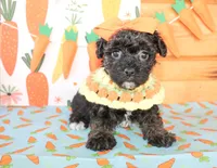 Daisy, a female Yorkipoo for sale in Paris, TX – Photo 4 of 4