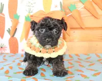 Daisy, a female Yorkipoo for sale in Paris, TX – Photo 3 of 4