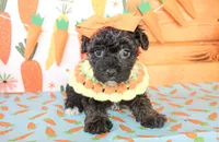 Daisy, a female Yorkipoo for sale in Paris, TX – Photo 2 of 4