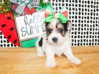 Belle, a female Yorkshire Terrier for sale in Paris, TX – 10 of 10