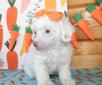 Annie, a female Poodle - Toy  and Poodle - Miniature  for sale in Paris, TX – Photo 2 of 6