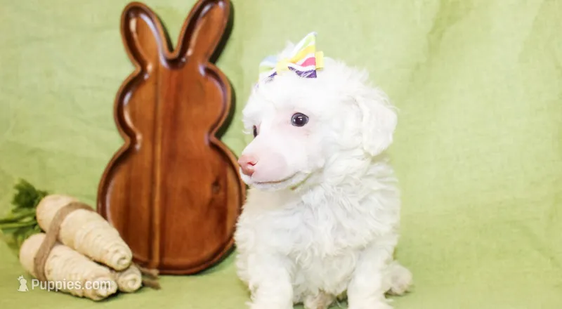 Annie – Poodle - Toy , Poodle - Miniature  puppy for sale in Paris, TX