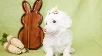 Annie, a female Poodle - Toy  and Poodle - Miniature  for sale in Paris, TX – Photo 1 of 3