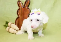 Annie, a female Poodle - Toy  and Poodle - Miniature  for sale in Paris, TX – Photo 2 of 3