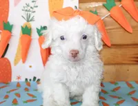 Annie, a female Poodle - Toy  and Poodle - Miniature  for sale in Paris, TX – Photo 1 of 6